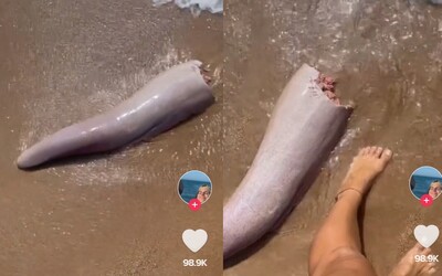 VIDEO: Na austrálskej pláži more vyplavilo 1,5-metrový kus morského živočícha. Je to veľrybí penis, špekulujú ľudia na Tiktoku