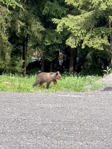 VIDEO: Na parkovisku pred reštauráciou v Žiari spozorovali medveďa. Zatúlané zviera nakrútil jeden z hostí na terase