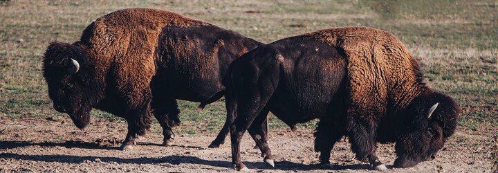 VIDEO: Na ženu zaútočil bizon. Život jí zachránilo předstírání, že je mrtvá