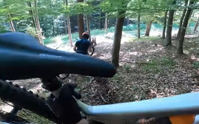 VIDEO: Nahnevaná medvedica naháňala cyklistov na strednom Slovensku. Celú udalosť si natočili