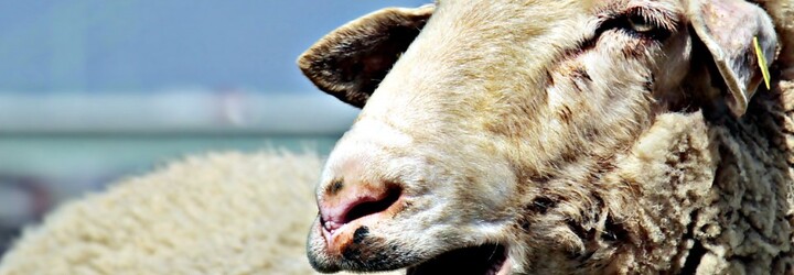 VIDEO: Nejosamělejší ovce se dočkala záchrany ze skotského útesu. Neuvěříš, jak dlouho tam byla
