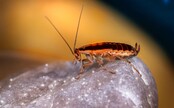 VIDEO: Obľúbenú dovolenkovú destináciu mnohých Slovákov zamorili šváby. Teplo spôsobuje aj nebezpečné mutácie 