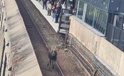 VIDEO: Obrovský zmätený los spôsobil chaos v metre. Zablokoval dopravu v Štokholme na dlhé hodiny, čakal ho smutný osud