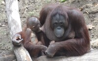 VIDEO: Orangutanka se naučila kojit své mládě díky ošetřovatelce, která jí ukázala, jak na to