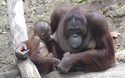 VIDEO: Orangutanka se naučila kojit své mládě díky ošetřovatelce, která jí ukázala, jak na to