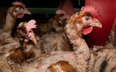 VIDEO: Parazity, vytrhané perie a mŕtvoly medzi vajcami. Ochranári zverejnili zábery hororových podmienok na slovenských farmách 