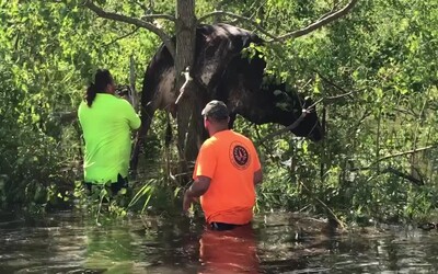 VIDEO: Po hurikánu Ida skončila na stromě kráva. Obyvatelé z New Orleans ořezali větve a zvíře vyprostili