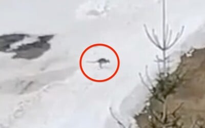 VIDEO: Po slovenské sjezdovce si hopsal klokan. Zatoulané zvíře se stále nedaří chytit