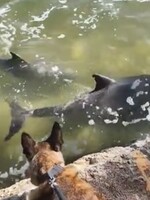 VIDEO: Policejní pes Mako se spřátelil s dvojicí delfínů