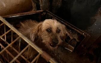 VIDEO: Policisté odhalili množírnu na Berounsku. Psi žili v otřesných podmínkách