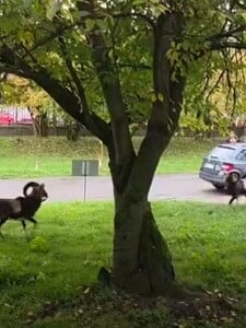 VIDEO: Pred pražskou nemocnicou sa pobili dvaja muflóni. Zábery z ich stretu sa stali virálnymi