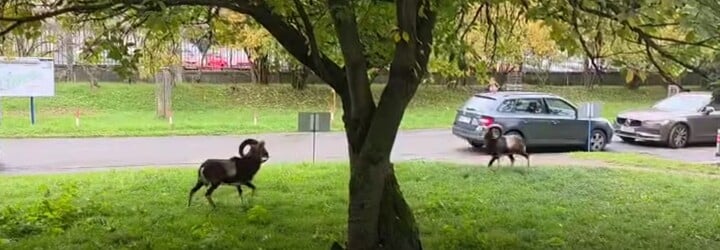 VIDEO: Pred pražskou nemocnicou sa pobili dvaja muflóni. Zábery z ich stretu sa stali virálnymi