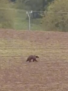 VIDEO: Pri Banskej Bystrici videli behať medveďa blízko rodinných domov. Obec vyzýva na opatrnosť