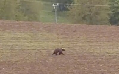 VIDEO: Pri Banskej Bystrici videli behať medveďa blízko rodinných domov. Obec vyzýva na opatrnosť