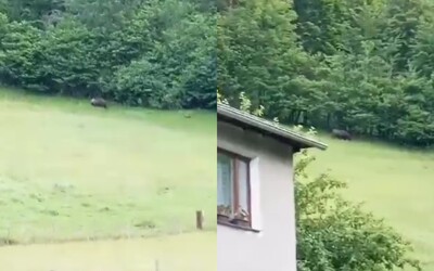 VIDEO: Pri Turčianskych Tepliciach sa v záhrade pohyboval medveď. Obyvateľka vyzýva ľudí, aby si dali pozor