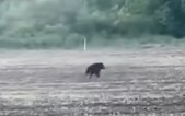 VIDEO: Pri obci na severe Slovenska videli medvieďa. Narastá riziko stretu s človekom