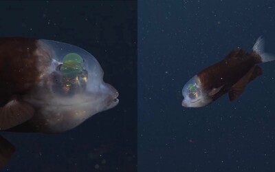 VIDEO: U pobřeží Kalifornie se vědcům podařilo najít vzácnou rybu. Její průsvitnou hlavu doplňují zvláštní, vzhůru se dívající oči