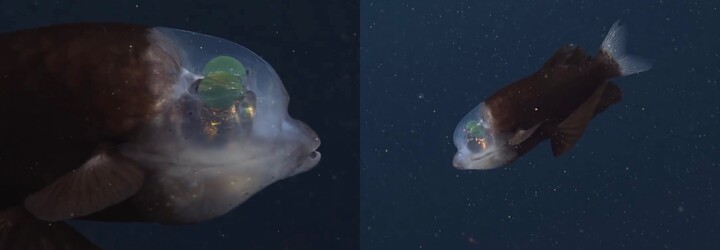 VIDEO: Pri pobreží Kalifornie sa vedcom podarilo nájsť vzácnu rybu. Jej priesvitnú hlavu dopĺňajú zvláštne, dohora pozerajúce oči