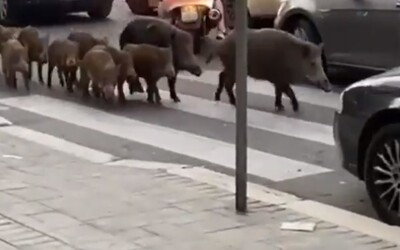VIDEO: Rím zaplavili divé svine. V meste hľadajú potravu