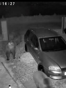 VIDEO: Rodine zo Sučian chodili v noci po dvore 4 medvede 