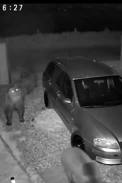 VIDEO: Rodine zo Sučian chodili v noci po dvore 4 medvede 