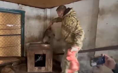 VIDEO: Rusi pred ústupom z Chersonu ukradli zvieratá zo zoo. Zobrali si aj medvedíky čistotné, somáre či veveričky