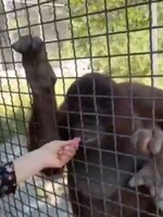VIDEO: Ruská boxerka pobúrila verejnosť. Orangutanovi dala potiahnuť z elektronickej cigarety