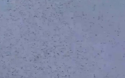 VIDEO: Rusko zasiahli obrovské roje pakomárov. Niektorí ľudia sa dokonca boja vyjsť na ulicu