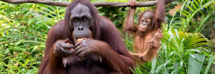 VIDEO: Samice orangutana neuměla kojit, chovatelka jí pomohla ukázkou s vlastním dítětem