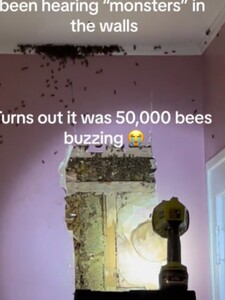 VIDEO: Scéna jako z hororu. Ve zdi domu v USA žilo více než 50 tisíc včel