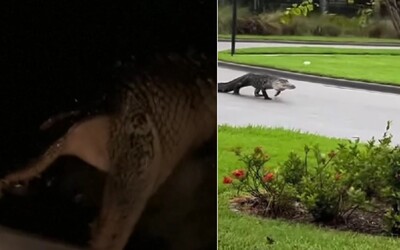 VIDEO: Silný hurikán na Floride vyplavil krokodíly. Niektorí ich našli u seba doma, na iných číhajú na ulici