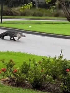 VIDEO: Silný hurikán na Floride vyplavil krokodíly. Niektorí ich našli u seba doma, na iných číhajú na ulici