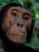 VIDEO: Šimpanzi v přírodě používají lesní „první pomoc“. Léčí sebe i zranění ostatních