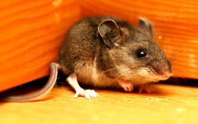 VIDEO: Skoro jako Ratatouille. Myš každou noc muži uklízí pracovní stůl, tajně ji natočil