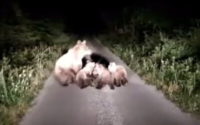 VIDEO: Slovenka natočila celú medvediu rodinku len pár metrov od svojho domu. Obyvatelia obce neskrývajú rozhorčenie