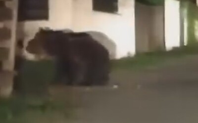 VIDEO: Splašený medveď utekal po obci na východe Slovenska. Vystrašil miestnych obyvateľov, nahnevaní domáci žiadajú riešenia