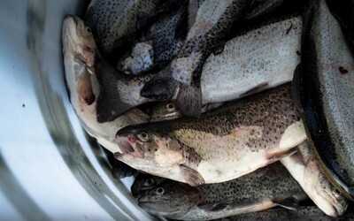 VIDEO: Stop vydloubávání očí živým rybám. Ochránci upozornili na šokující krutost na rybích farmách
