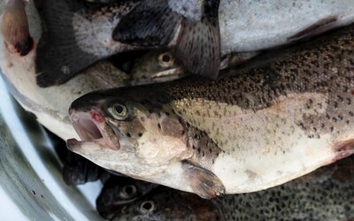 VIDEO: Stop vydloubávání očí živým rybám. Ochránci upozornili na šokující krutost na rybích farmách