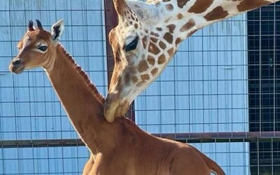 VIDEO: Takúto žirafu si ešte nikdy nevidel. V americkej ZOO sa narodilo mláďa, ktoré je podľa odborníkov jediné na svete