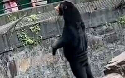 VIDEO: To nie sú medvede, ale ľudia v kostýmoch. Čínska ZOO čelí bizarným obvineniam, teraz sa ich snaží vyvrátiť