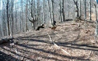 VIDEO: Turista sa v Malej Fatre stretol s medvedicou a jej mladými. Na šelmu zaútočil sekerou