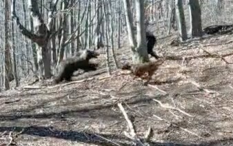 VIDEO: Turista v Malé Fatře potkal medvědici s mláďaty. Proti útoku se bránil sekerou