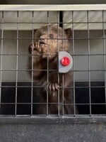 VIDEO: Turisti v Tatrách našli vysilené medvedie mláďatá. Nový domov našli v bojnickej zoo