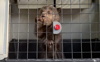 VIDEO: Turisti v Tatrách našli vysilené medvedie mláďatá. Nový domov našli v bojnickej zoo