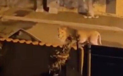 VIDEO: Ulicemi italského města se toulal dospělý lev. Utekl z cirkusu 