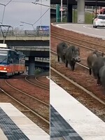 VIDEO: V Bratislave sa rodinka diviakov prechádzala po električkovej trati počas dňa. „Čakáme na nešťastie?“ pýta sa starostka