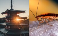 VIDEO: V Japonsku testujú vybavenie pre šváby kyborgy. V budúcnosti môžu pomôcť pri záchrane ľudí spod trosiek budov