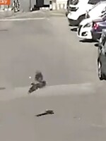 VIDEO: V Malackách zaútočila na muža agresívna vrana. Musel pred ňou utekať