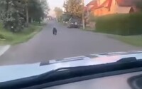 VIDEO: V Očovej pobehoval splašený medveď. Vodič ho autom naháňal po celej ulici