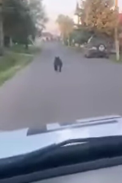 VIDEO: V Očovej pobehoval splašený medveď. Vodič ho autom naháňal po celej ulici